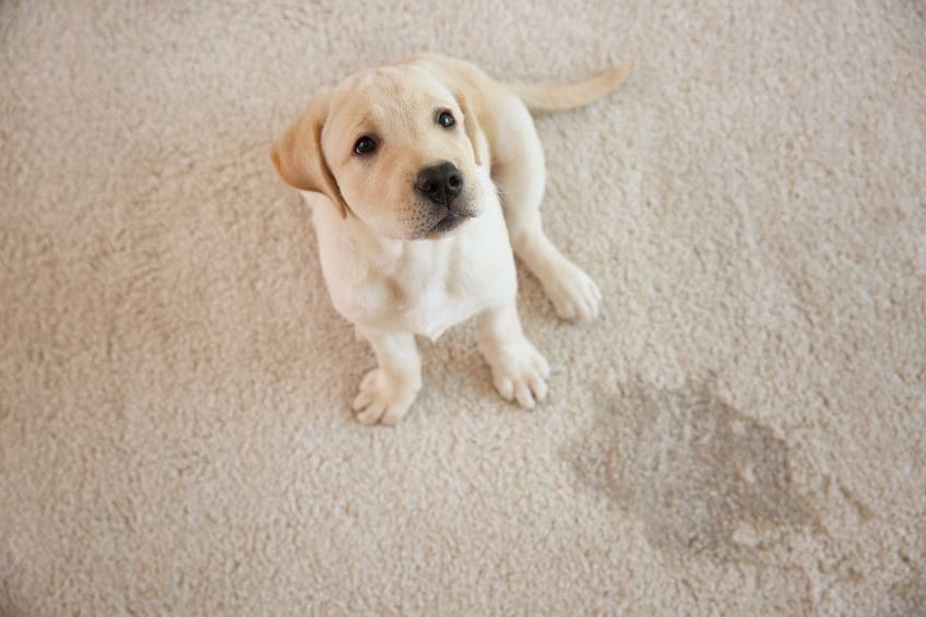 pet stain removal